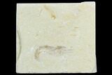 Cretaceous Fossil Shrimp - Lebanon #123892-1